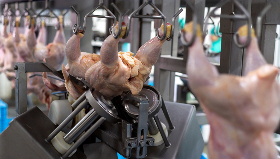 Chicken farm industrial line equipment