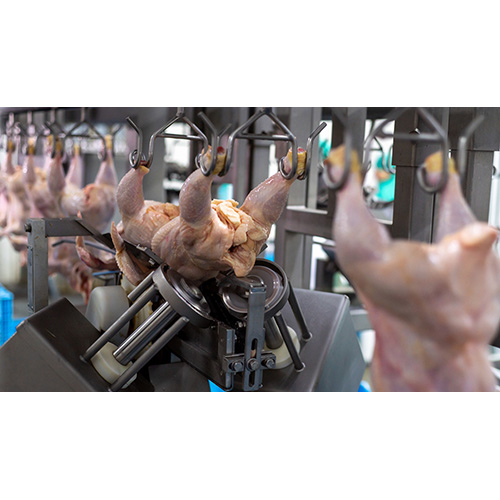 Chicken farm industrial line equipment