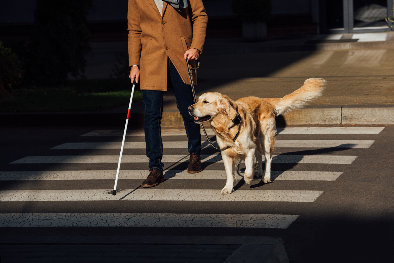 Can this robot help solve a guide dog shortage?